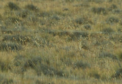 Oreopholus ruficollis