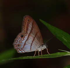 Amiga arnaca