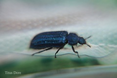 Coleoptera
