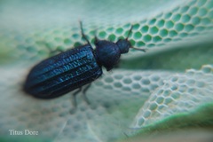 Coleoptera