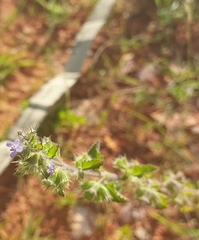 Mesosphaerum suaveolens