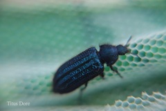Coleoptera