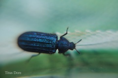 Coleoptera