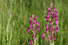Anacamptis laxiflora