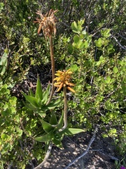 Aloiampelos commixta