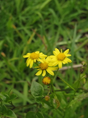 Senecio madagascariensis