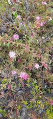 Diastella divaricata divaricata