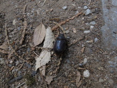 Oryctes nasicornis corniculatus