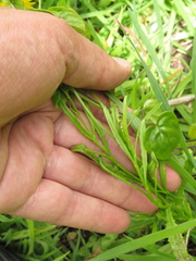 Senecio madagascariensis