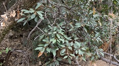 Mimusops zeyheri
