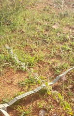 Mesosphaerum suaveolens