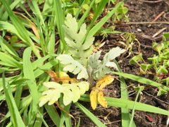 Bocconia frutescens