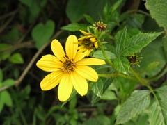 Bidens rubifolia