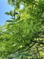 Pterocarya stenoptera