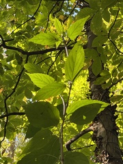 Viburnum setigerum