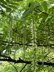 Pterocarya stenoptera