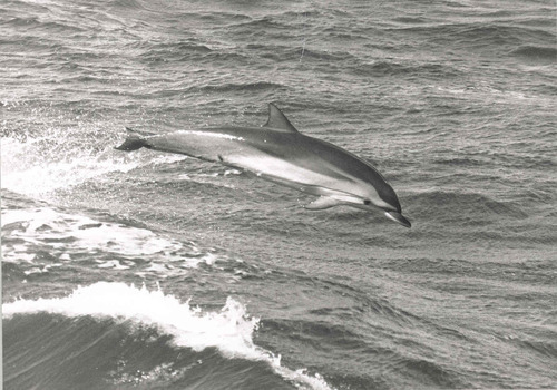 Striped Dolphin, California Current, photo 9 of 10
