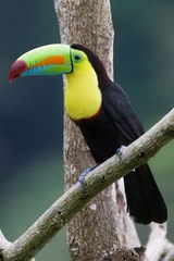 Ramphastos sulfuratus