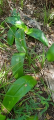 Haemanthus