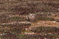 Charadrius pecuarius