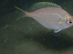 Parequula melbournensis