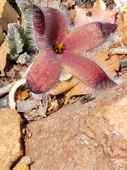 Stapelia grandiflora