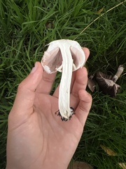 Agaricus californicus