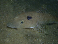 Platycephalus grandispinis