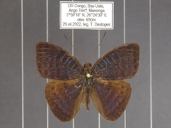 Euriphene saphirina saphirina