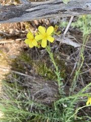 Linum africanum