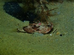 Maxillicosta scabriceps