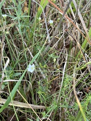 Spergula arvensis