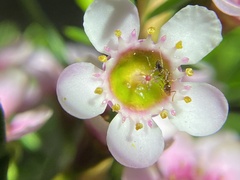 Chamelaucium uncinatum