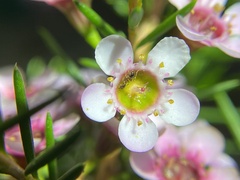Chamelaucium uncinatum