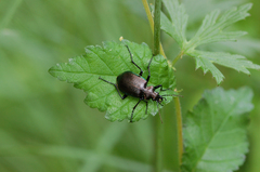 Calosoma inquisitor
