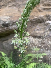 Albuca bracteata