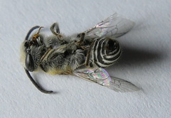 Colletes
