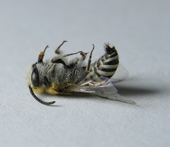 Colletes