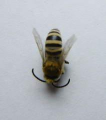 Colletes