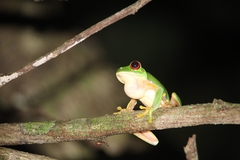 Agalychnis taylori