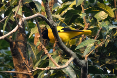 Oriolus xanthornus