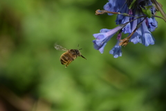 Anthophora villosula