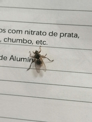 Pseudolynchia canariensis