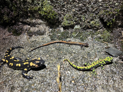 Gold-striped salamander, Portugal, photo 5 of 10