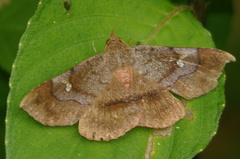 Azeta