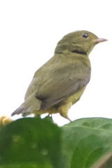 Ceratopipra mentalis