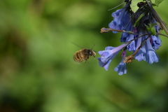 Anthophora villosula