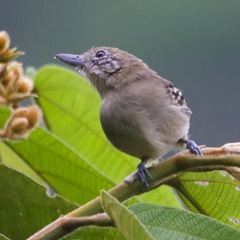 Thamnophilus atrinucha