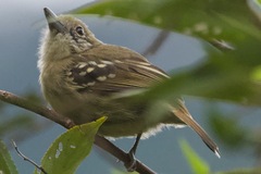 Thamnophilus atrinucha