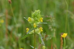 Rhinanthus minor